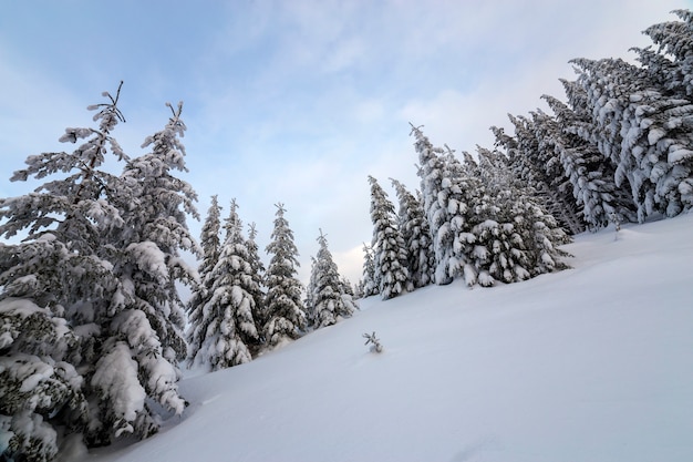 Beautiful winter mountain landscape. Tall dark green spruce trees covered with snow on mountain peaks and cloudy sky