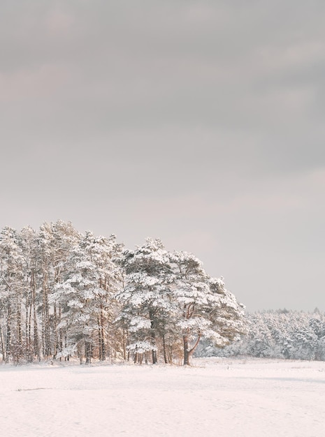 Beautiful winter panorama The landscape of pine trees is covered with a fresh snow Pine trees covered with snow on frosty evening