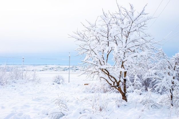 Beautiful winter rural landscape Land covered with snow in the countryside