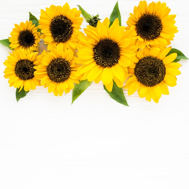 Beautiful with yellow sunflower on white background floral pattern flat lay top view frame of flower