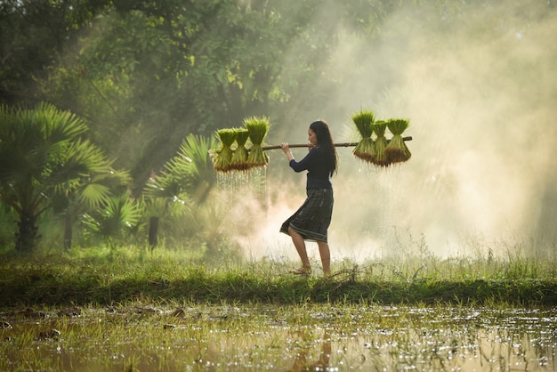 Beautiful woman farmer holding rice walking in rice field Young girl farming agriculture