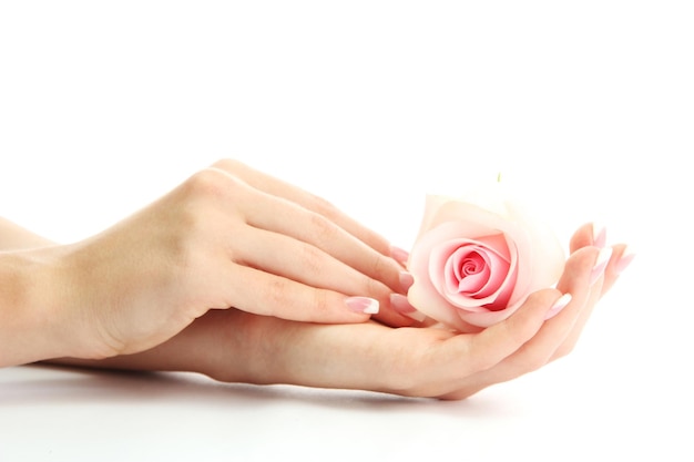 Beautiful woman hands with rose isolated on white