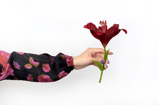 Beautiful womans hand with manicure holding burgundy lily flower