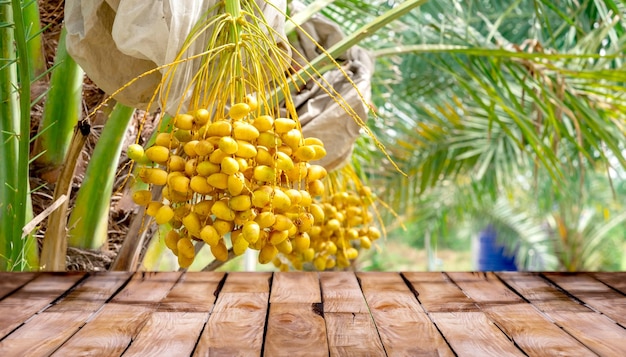 Beautiful wooden floor and Barhi Dates palm yellow fruits field nature background agriculture product standing showcase background Barhi Dates palm tree garden and healthy food concept