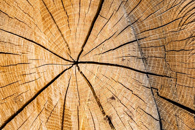 Beautiful wooden fracture old oak natural texture close up