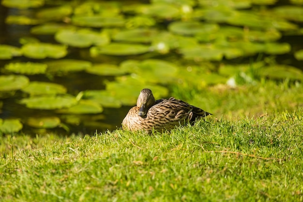 Photo a beautiful woodland ducks swimming in the pond in park