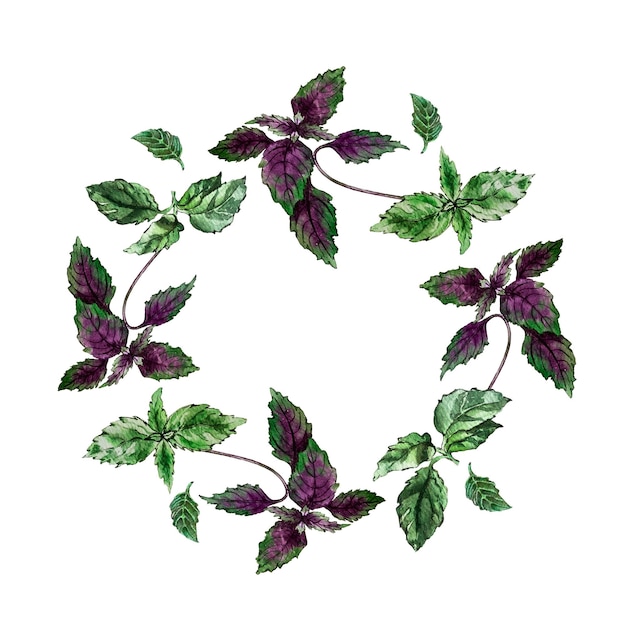 A beautiful wreath of green and purple basil leaves Watercolor illustration