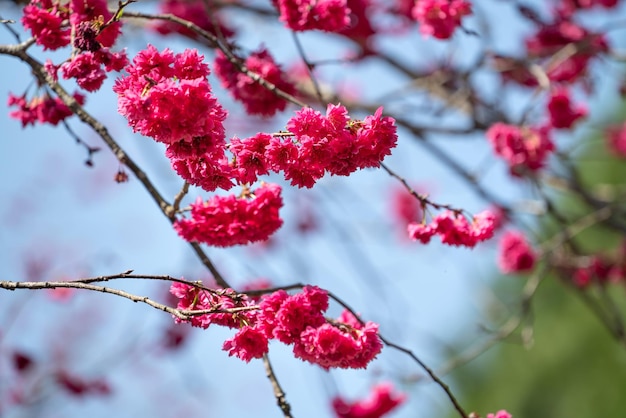 Beautiful Yae Sakura Cherry Blossom blooming in Taiwan