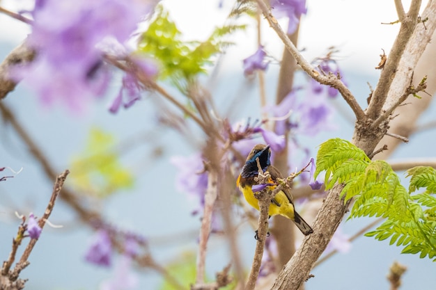 Beautiful yellow bird Olivebacked Sunbird