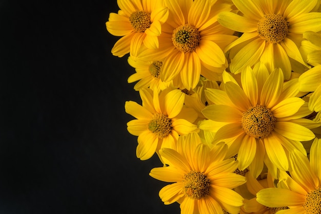 Beautiful yellow blooming flowers on black background