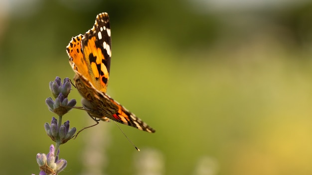 Beautiful yellow butterfly sitting on a branch of lavender.