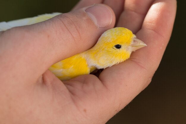 Beautiful yellow canary in a hand