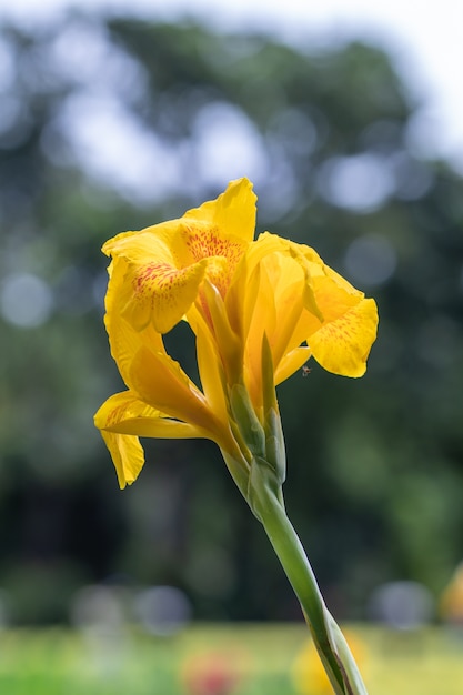 Beautiful yellow Canna  indica  flower or Edible canna flower in a garden. (family cannaceae, class liliopsida)