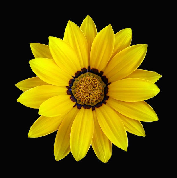 Beautiful yellow chamomile daisy flower close up macro isolated on black 