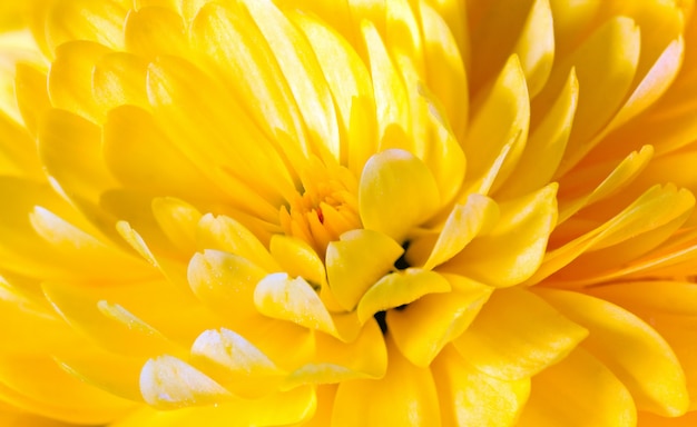 Beautiful yellow chrysanthemum flower (autumn vivid background)