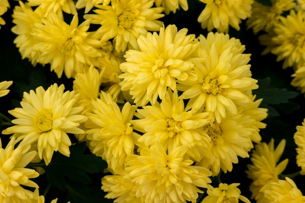 Beautiful yellow chrysanthemum flower for nature background.