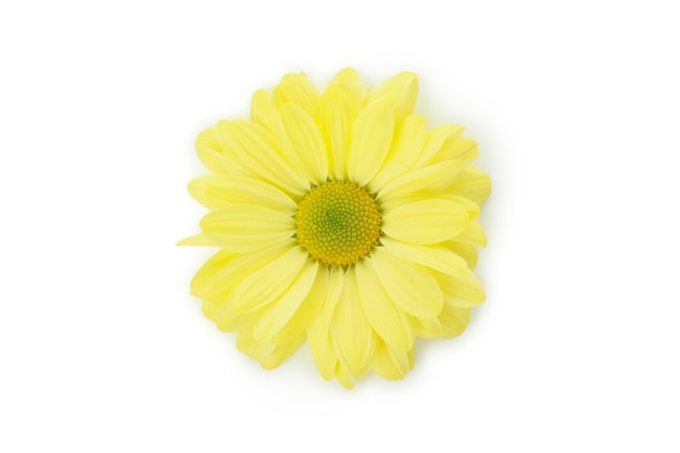 Beautiful yellow chrysanthemum isolated on white background..