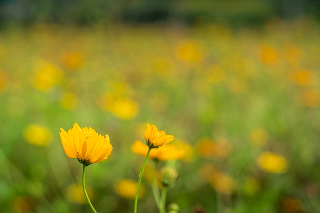 Beautiful yellow cosmos flower blurred background border The concept of spring nature Selective soft focus