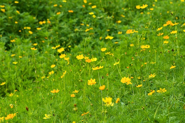 Beautiful yellow cosmos flower field