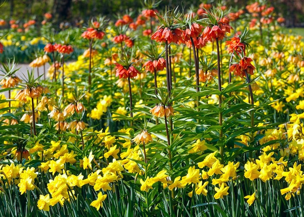 Beautiful yellow daffodils and red flowers in the spring park