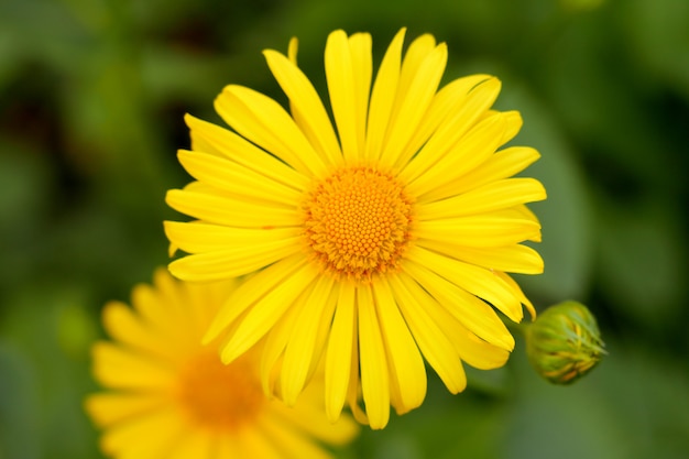 The beautiful yellow daisies