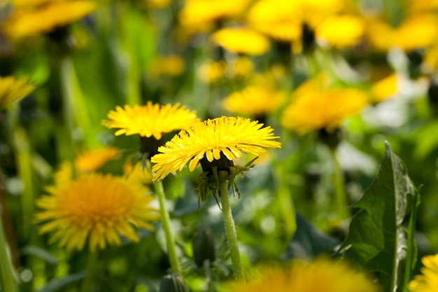 Beautiful yellow dandelion flowers of yellow color in a meadow in spring, details