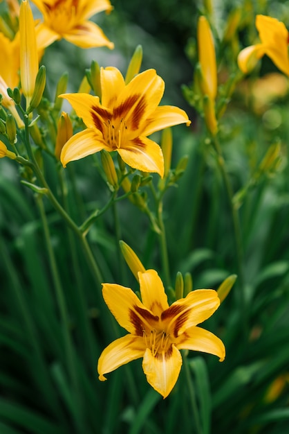 Beautiful yellow daylily flowers in the garden in summer