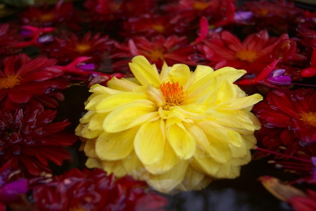 Beautiful Yellow Flower Close up