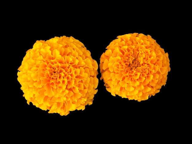 Beautiful yellow flower for the garden Marigold is orange Medicinal plant Decoration alley