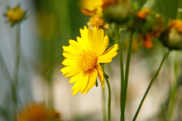 Beautiful yellow flower in the light of a Sunny day macrophotography Low depth selective focus