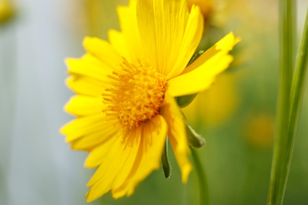 Beautiful yellow flower in the light of a Sunny day macrophotography Low depth selective focus