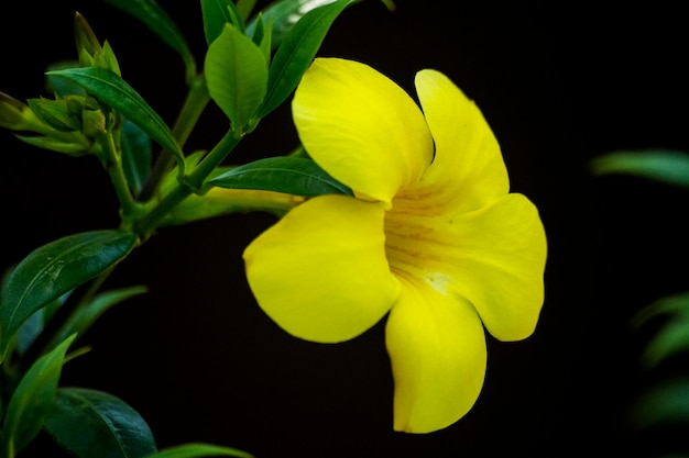 Beautiful yellow flower