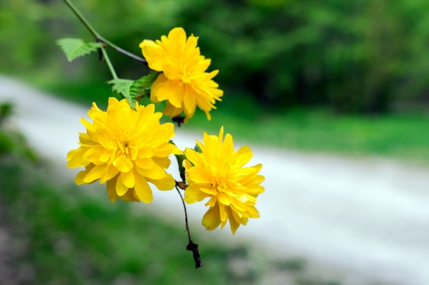 beautiful yellow flowers on a branch