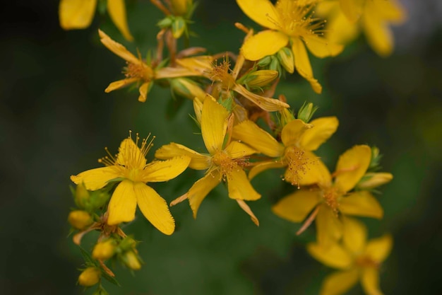 beautiful yellow flowers close up, macro photo of yellow flowers