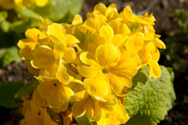 Beautiful yellow flowers in the countryside