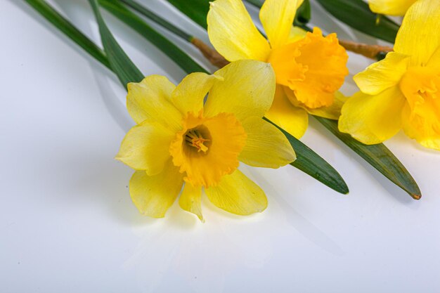 beautiful yellow flowers daffodils in a vase on a transparent white background closeup