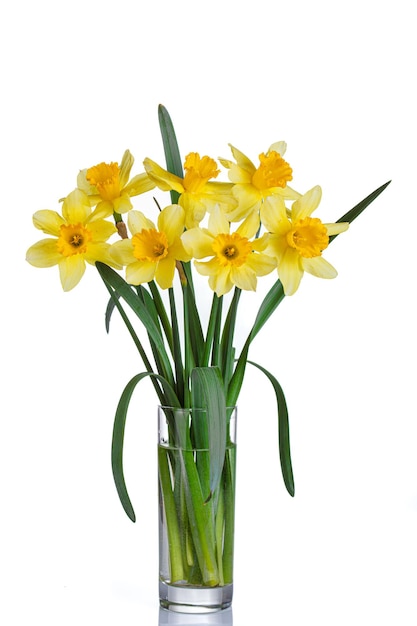 beautiful yellow flowers daffodils in a vase on a white background closeup