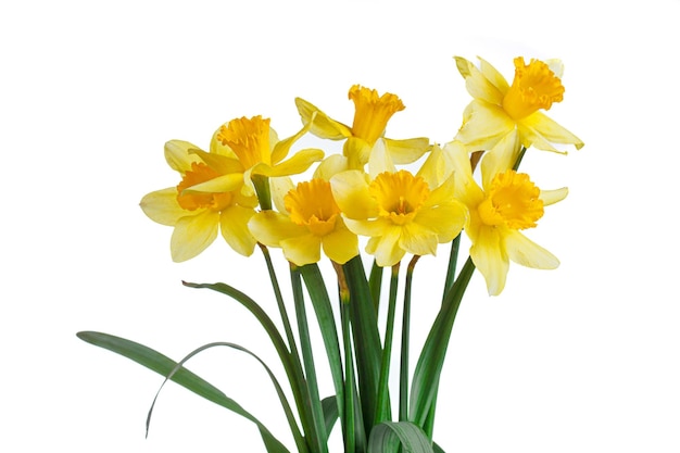 beautiful yellow flowers daffodils in a vase on a white background closeup