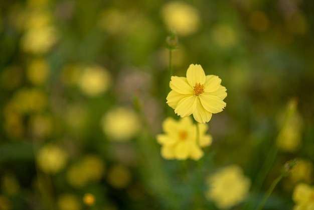 Beautiful yellow flowers in the evening