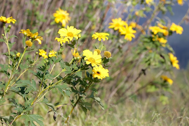 Beautiful yellow flowers in the garden in the mountains and background with the landscape