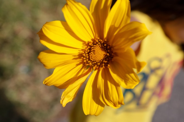 Beautiful yellow flowers in the garden in the mountains and background with the landscape