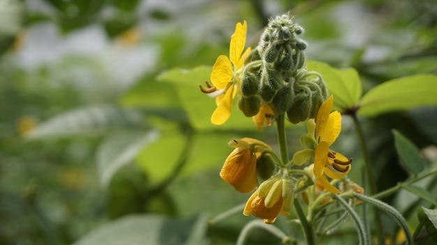 Beautiful yellow flowers of Senna hirsuta also known as Woolly or Hairy senna along with green leaves background