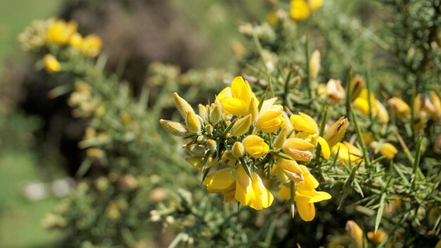 Beautiful yellow flowers of Ulex europaeus also known as Common Gorse