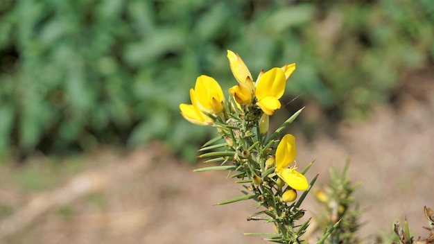 Beautiful yellow flowers of Ulex europaeus also known as Common Gorse