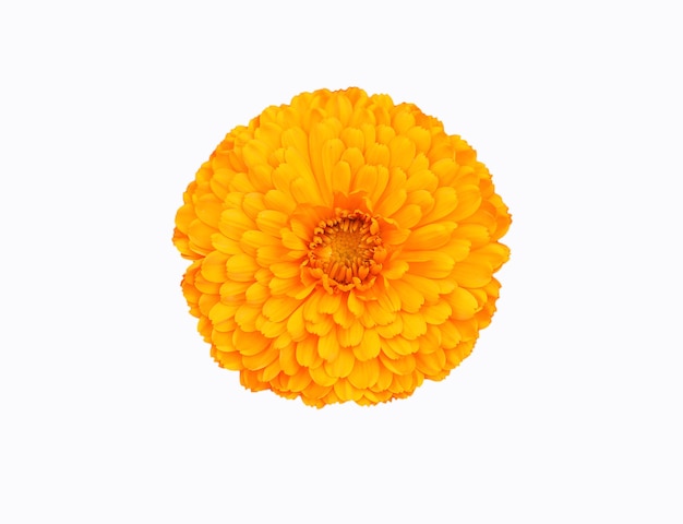 Beautiful Yellow flowers on a white background