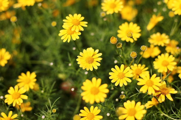 Beautiful yellow flowers.