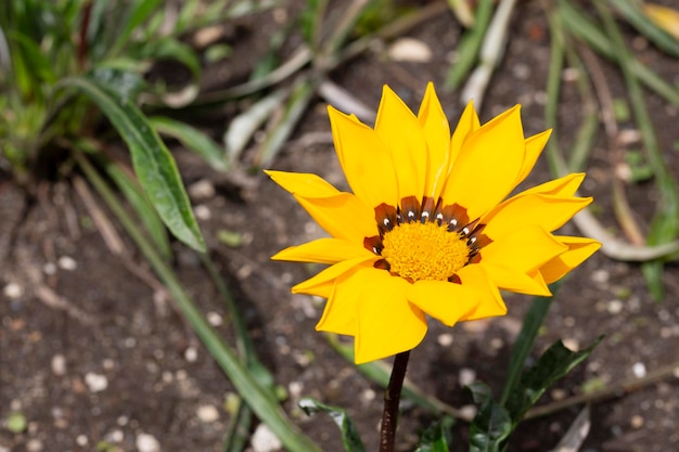 Beautiful yellow gazania flowers photo Bright flowers of gazania in garden during flowering