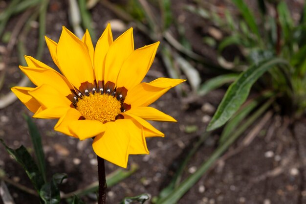 Beautiful yellow gazania flowers photo Bright flowers of gazania in garden during flowering