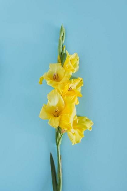 Photo beautiful yellow gladiolus flower on a blue background