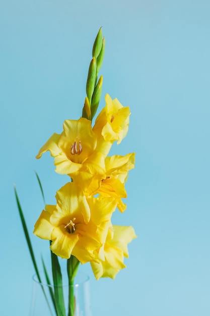 Photo beautiful yellow gladiolus flower in a vase on a blue background